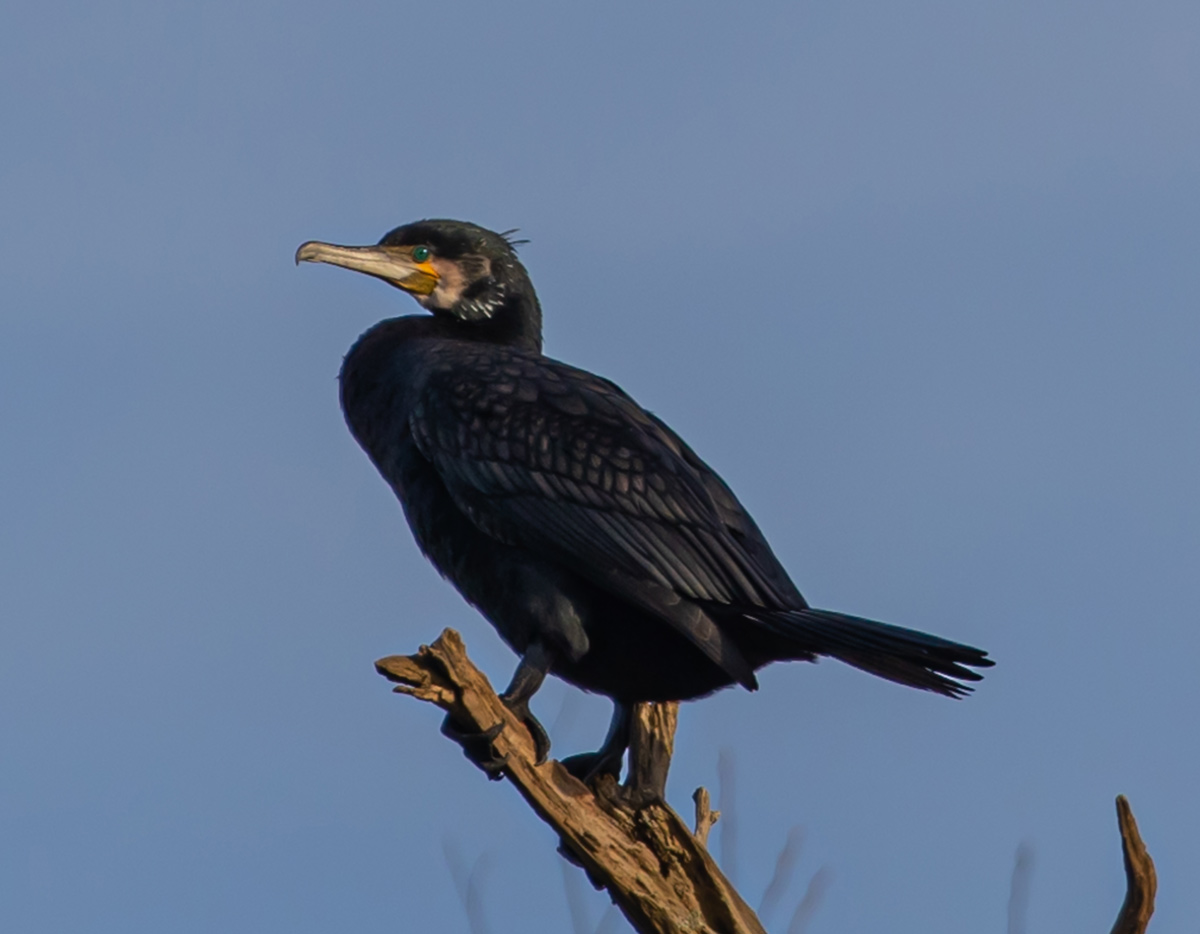 grand cormoran source wirestock - via freepik